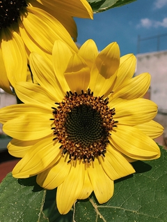 Semillas Girasol Amarillo - SITOPIA