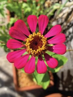 Semillas Zinnias Mix en internet