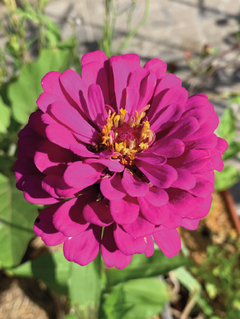 Semillas Zinnias Mix - SITOPIA