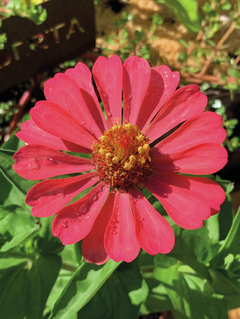 Semillas Zinnias Mix - tienda online