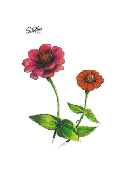 Semillas Zinnias Mix - comprar online