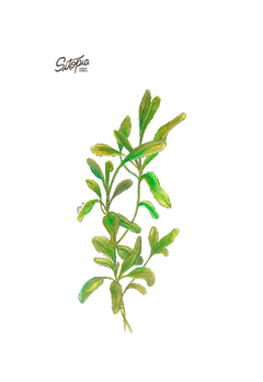 Semillas Salvia Blanca - comprar online