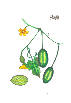 Semillas Cucamelons - comprar online