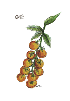 Semillas Tomate Cherry Gold - comprar online