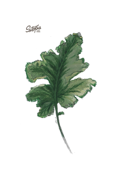 Semillas Kale Siberiano/Rizado - comprar online