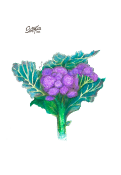 Semillas Brócoli Morado