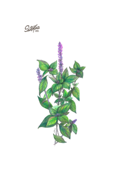 Semillas Albahaca Canela - comprar online