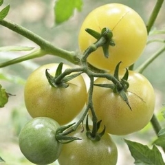 Semillas Tomate Cherry White en internet