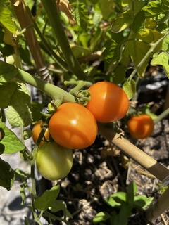 Semillas Tomate Cherry Pera Gold - SITOPIA