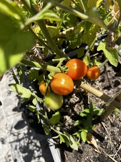 Semillas Tomate Cherry Pera Gold - tienda online