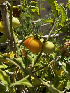 Semillas Tomate Cherry Pera Gold en internet