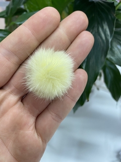 Meio Pompom 2,5cm - Amarelo Bebe