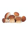Cogumelos Eryngui (bandeja)