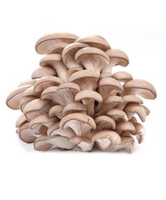 Cogumelos Hiratake Branco (bandeja)