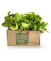 Baby Leaf - mix de minis (bandeja) - comprar online