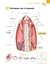 Image of ATLAS EDUCACIONAL PARA TUTORES DE PET CIRURGIA