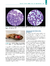 Imagen de NEOPLASIAS HEMATOPOIÉTICAS EM CÃES E GATOS