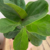 Ficus Lyrata / Pandurata - tienda online