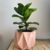 Ficus Lyrata / Pandurata - comprar online