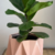 Ficus Lyrata / Pandurata en internet