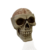 Caveira Decorativa Crânio Cérebro | Decoração Skull