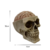 Caveira Decorativa Crânio Cérebro | Decoração Skull na internet