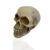 Caveira Decorativa Crânio Newton | Decoração Skull