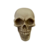 Caveira Decorativa Crânio Newton | Decoração Skull - comprar online
