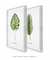 Conjunto 2 Quadros Decorativos Folhas verdes (C/ Nome Científico) - Quadros para Decoração - Empório dos Quadros