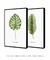 Conjunto 2 Quadros Decorativos Folhas verdes (C/ Nome Científico) - comprar online