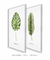 Conjunto 2 Quadros Decorativos Folhas verdes (C/ Nome Científico) na internet