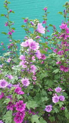 Malva silvestre ( 30 semillas )