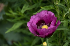 Amapolas lilas ( 100 semillas ) - comprar online