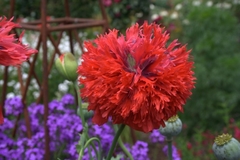 Amapola peonia " GIANT DOUBLE RED " ( 60 semillas ) - comprar online