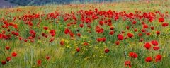 Amapolas "Monet" variedad alta( 100 semillas ) en internet