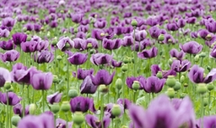 Amapolas lilas ( 100 semillas )