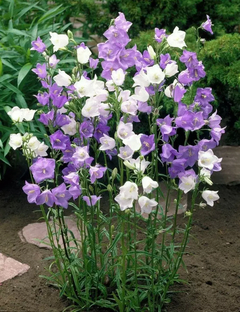 Campanula inglesa: 40 semillas