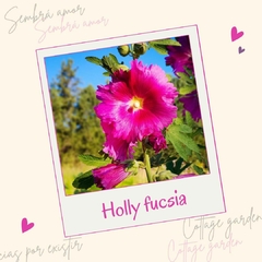 Hollyhock fucsia ( 40 semillas )