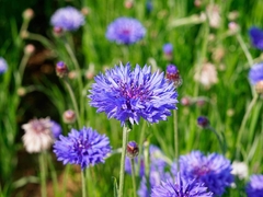 Centaurea cornflower ( 30 semillas )