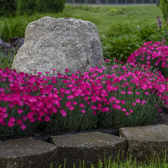 Dianthus sweet Williams ( 40 semillas ) en internet