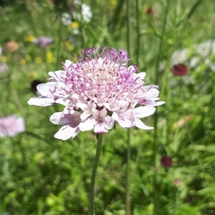 Scabiosa ( 40 semillas ) - Airedelbosque 