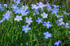 Lino flor celeste ( 40 semillas )