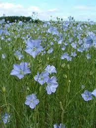 Lino flor celeste ( 40 semillas ) en internet