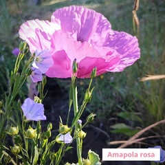 Amapola ROSA papaver somniferum ( 60 semillas )