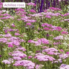 Achillea ROSA ( 40 semillas )