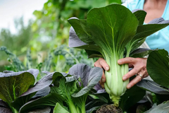 Pak-choi ( 30 semillas )