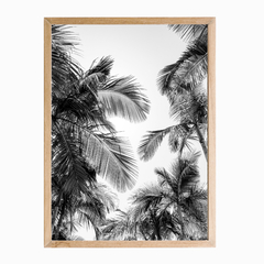 Selva Palm