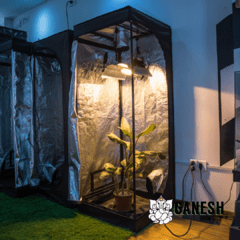 Carpa Indoor BellaVita