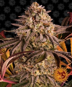 BLUE SUNSET SHERBET FOTO X3 BARNEYS FARM