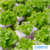 Espuma para Hidroponia Grower 2,0 x 2,0 x 2,0 cm - Furo de 3 mm na internet